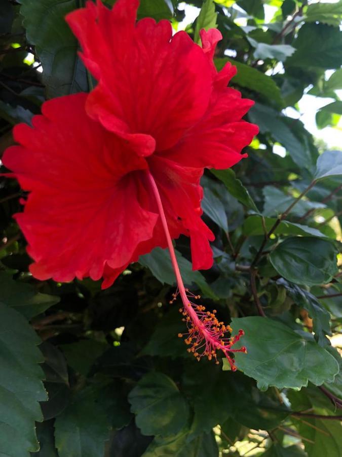 לה מול Jardin Des Anges-Bungalows Creoles Et Studio מראה חיצוני תמונה